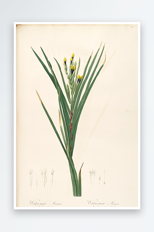 雷杜德复古花草植物装饰画