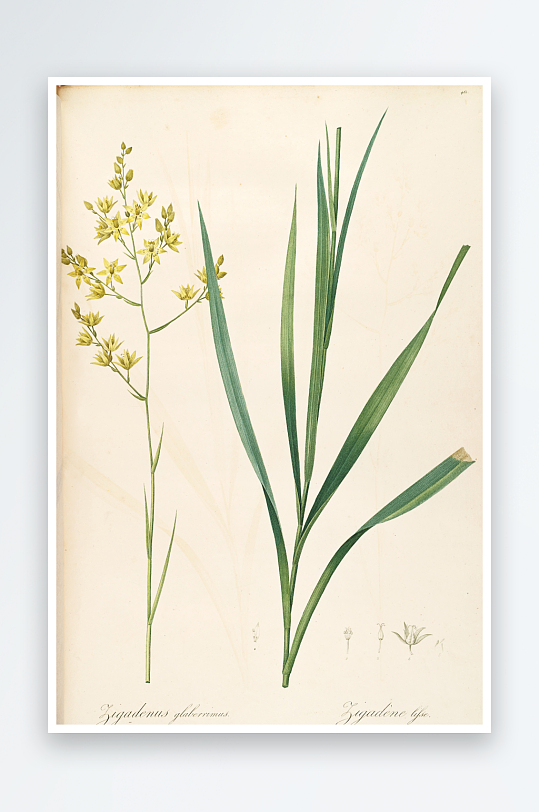 雷杜德复古花草植物装饰画
