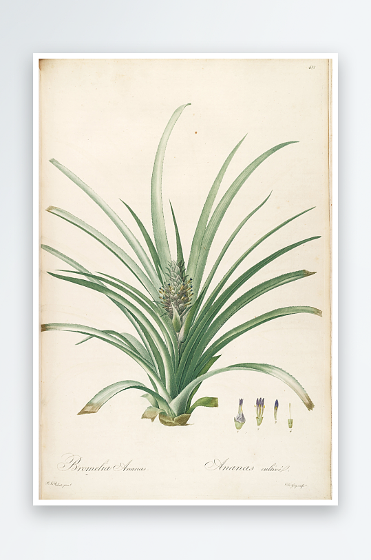 雷杜德复古花草植物装饰画