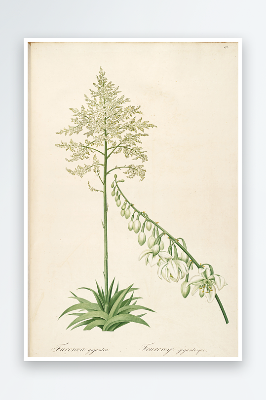 雷杜德复古花草植物装饰画