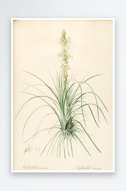 雷杜德复古花草植物装饰画