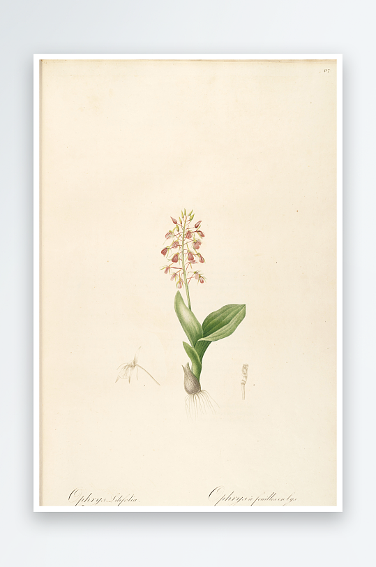 雷杜德复古花草植物高清装饰画