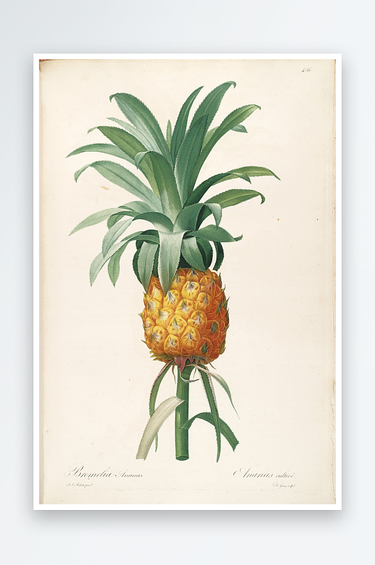 雷杜德复古花草植物高清装饰画