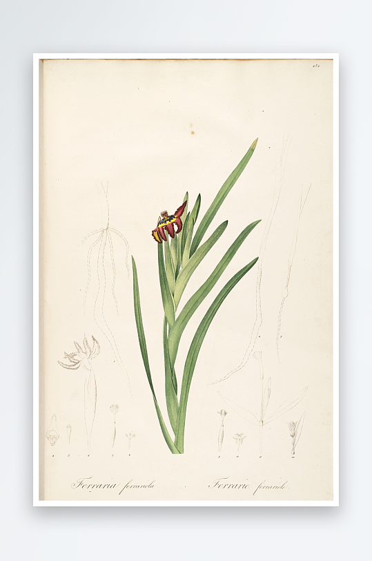 雷杜德复古花草植物装饰画