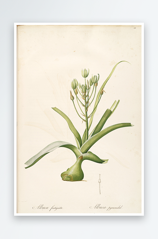 雷杜德复古花草植物装饰画