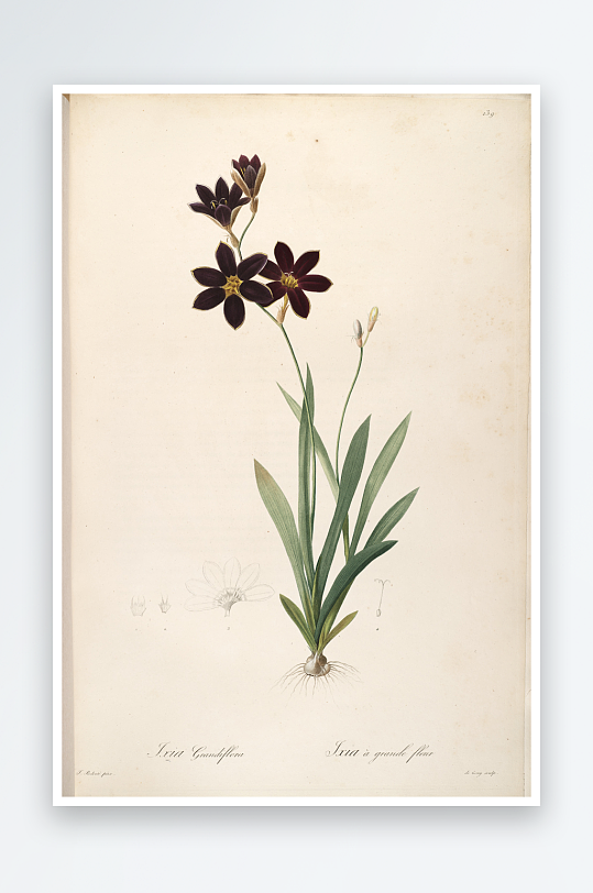 雷杜德花草植物复古装饰画