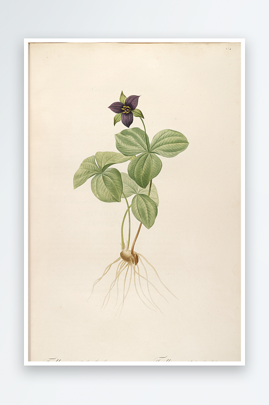 雷杜德花草植物复古装饰画