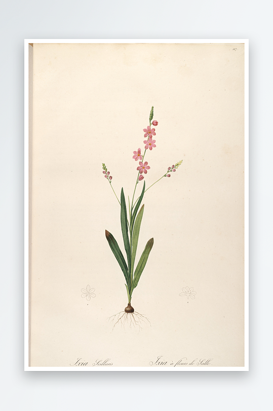 雷杜德花草植物复古装饰画