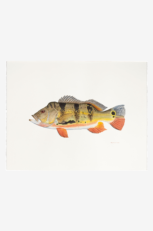 高清復(fù)古游魚(yú)魚(yú)類(lèi)裝飾畫(huà)