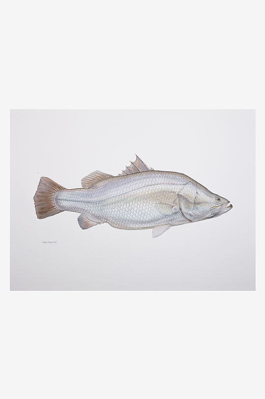 高清復(fù)古游魚(yú)魚(yú)類(lèi)裝飾畫(huà)