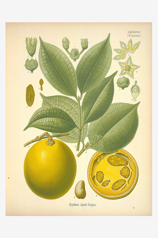 植物叶脉复古装饰画挂画