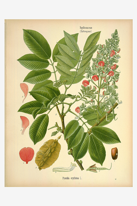 植物叶脉复古装饰画挂画