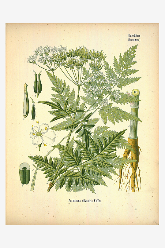 植物叶脉复古装饰画挂画