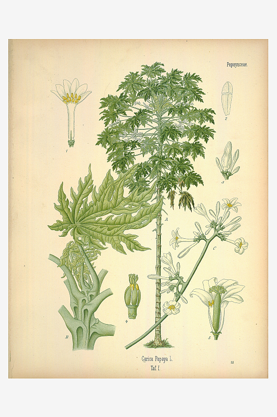 植物叶脉复古装饰画挂画