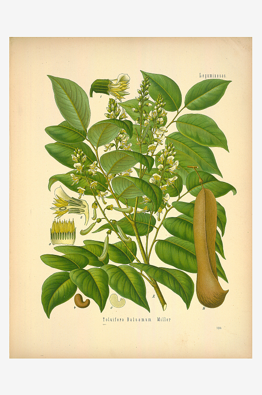 植物叶脉复古装饰画挂画