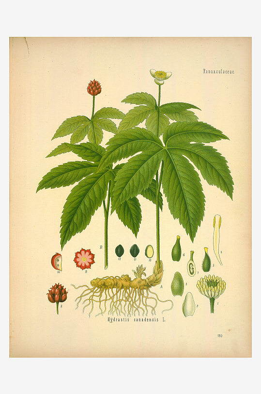 植物叶脉复古装饰画挂画