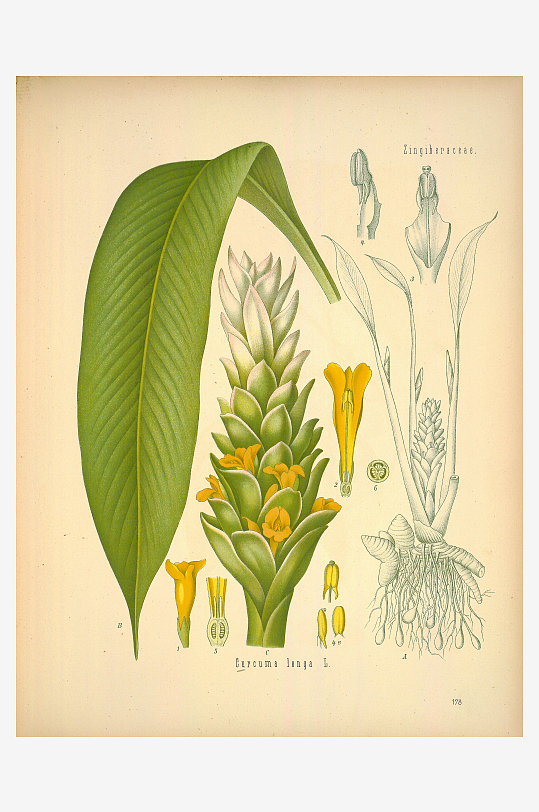 植物叶脉复古装饰画挂画