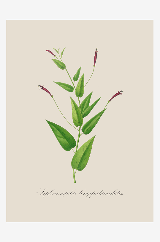 高清绿叶植物复古装饰画