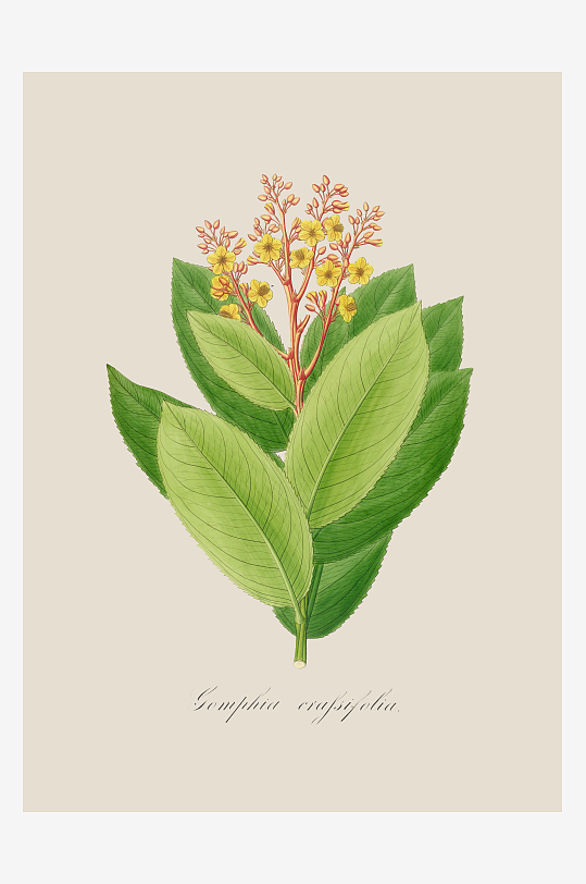 高清绿叶植物复古装饰画