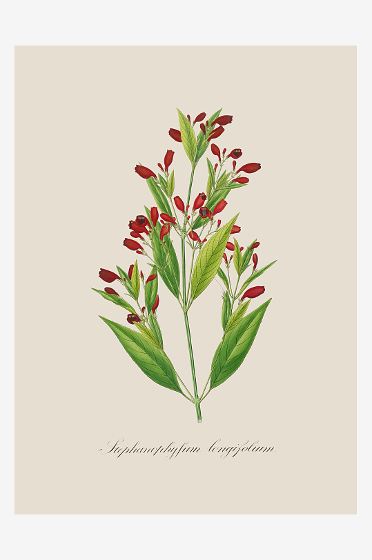 高清绿叶植物复古装饰画