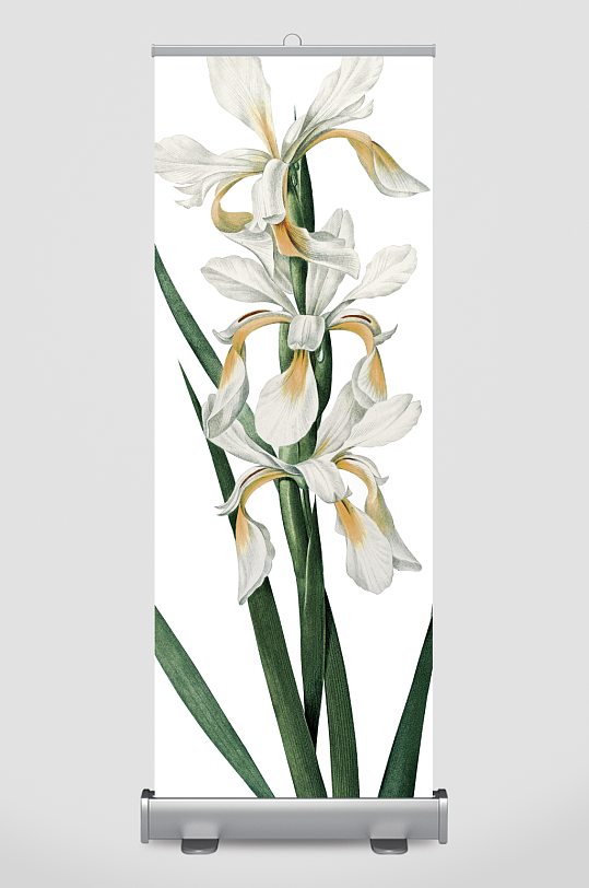 高清植物花卉插畫圖片