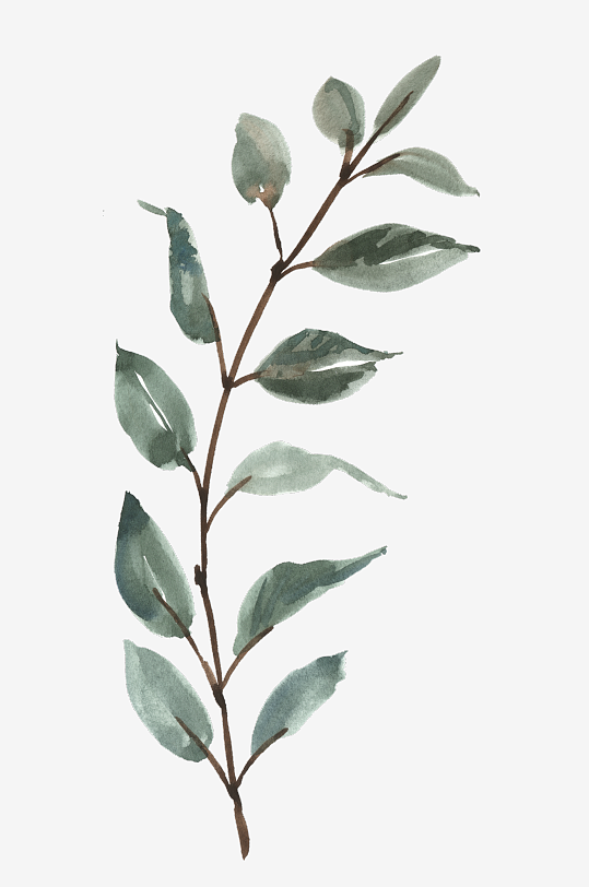 水彩植物树叶花卉免抠素材-众图网