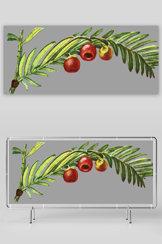 水彩花卉植物免抠图-众图网