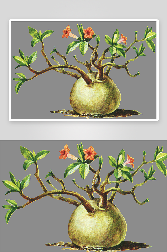 水彩花卉植物免抠图-众图网