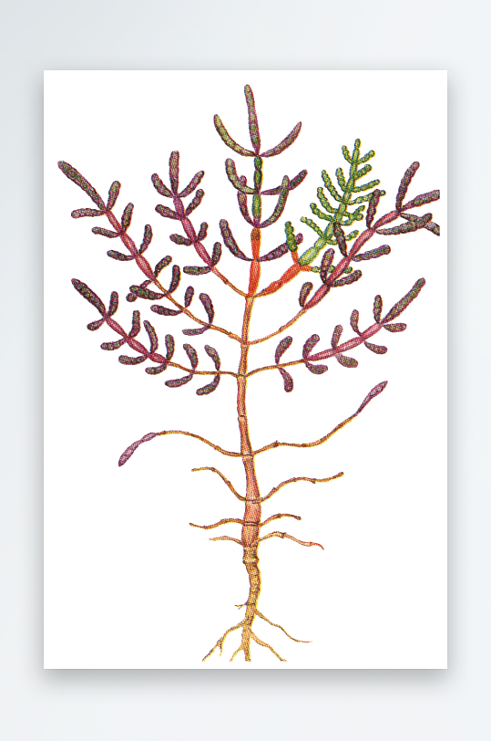 水彩花卉植物免抠素材-众图网