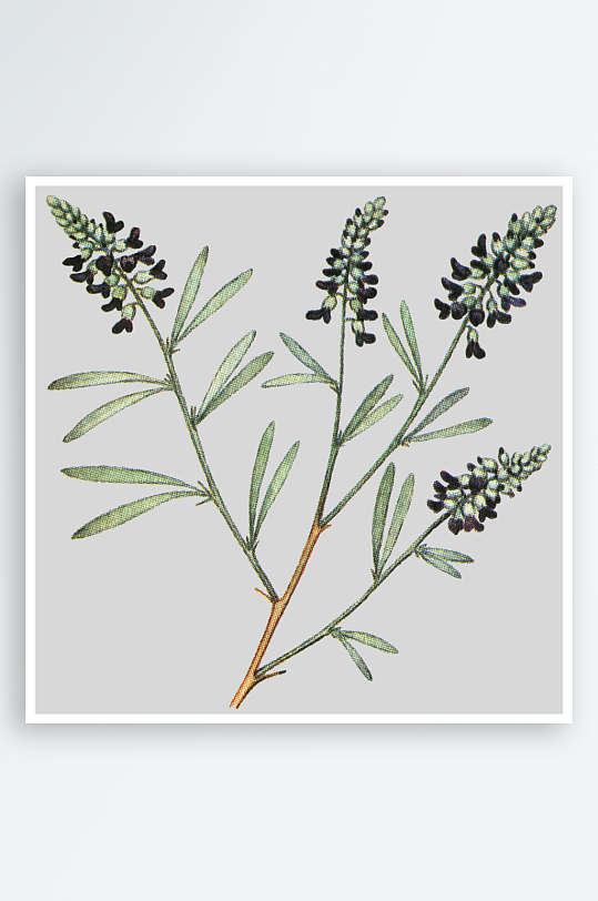 水彩花卉植物免抠素材-众图网