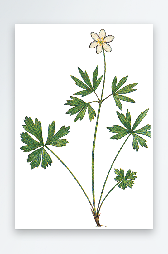 水彩花卉植物免抠素材-众图网