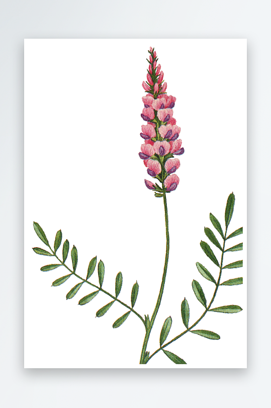 水彩花卉植物免抠素材-众图网