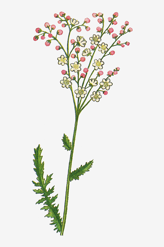 水彩花卉植物免抠素材-众图网