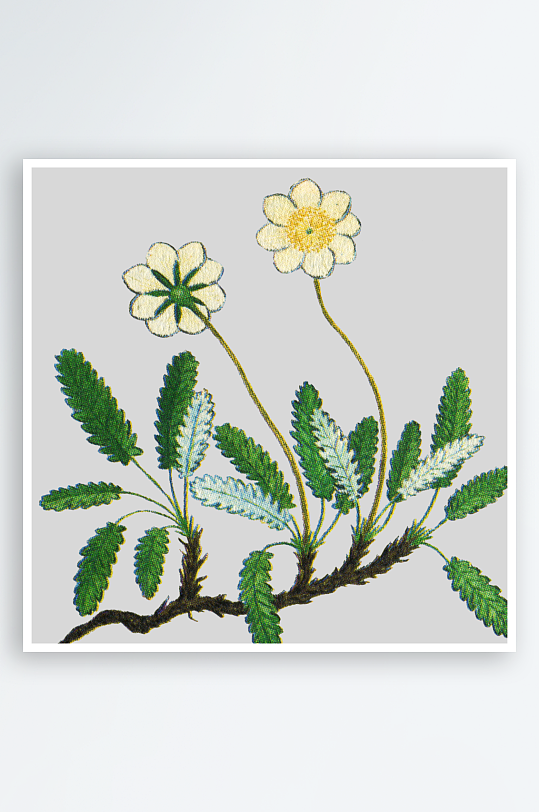 水彩花卉植物免抠素材-众图网