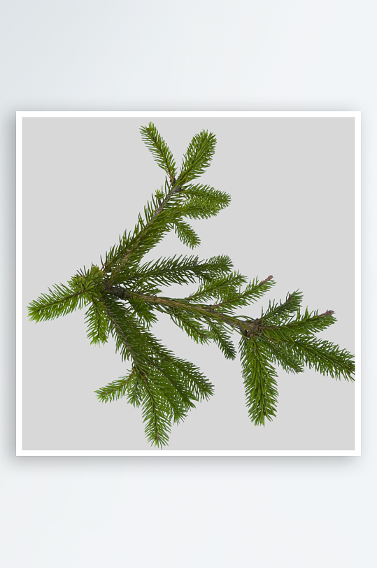 圣诞冷杉树免抠素材-众图网