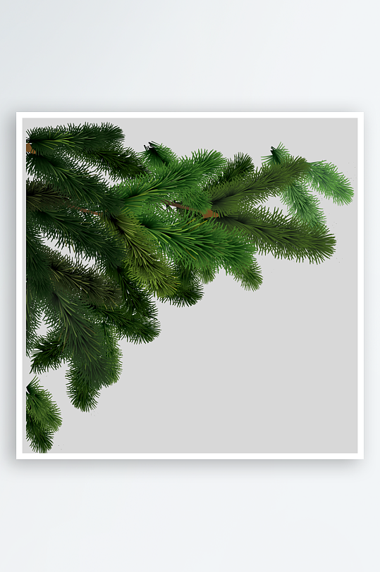 圣诞冷杉树免抠素材-众图网