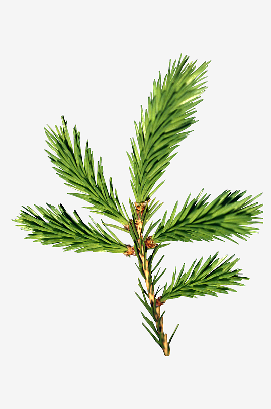 圣诞冷杉树免抠素材-众图网