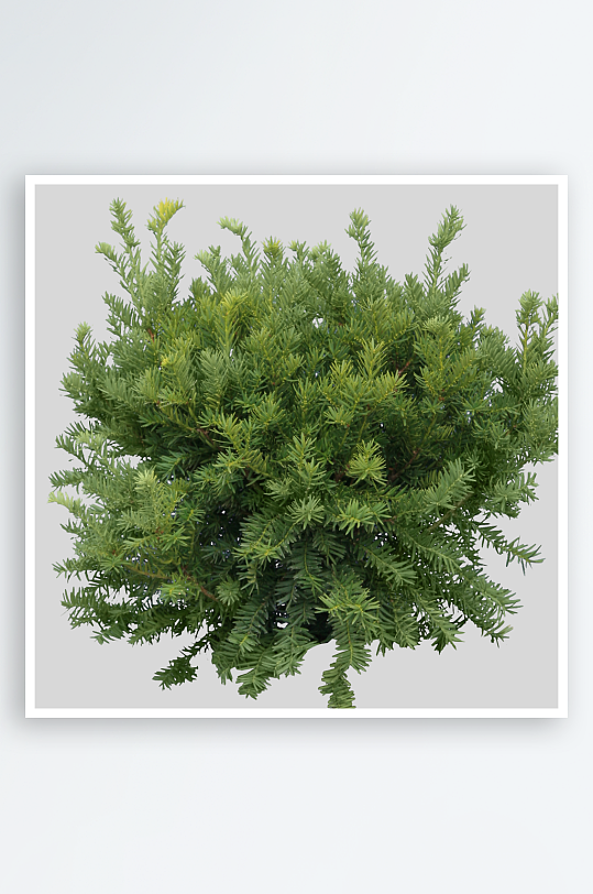 圣诞冷杉树免抠素材-众图网