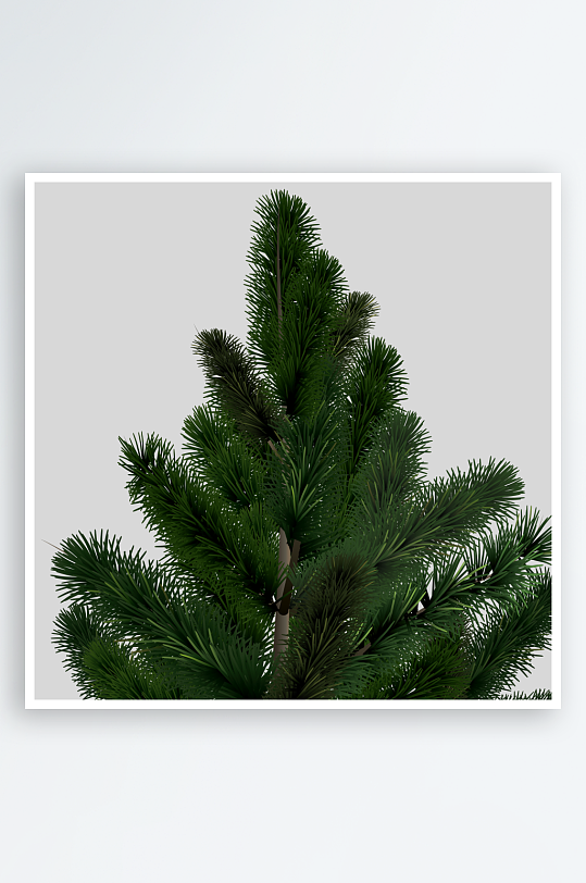 圣诞冷杉树免抠素材-众图网