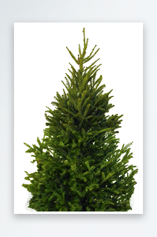 圣诞冷杉树免抠素材-众图网