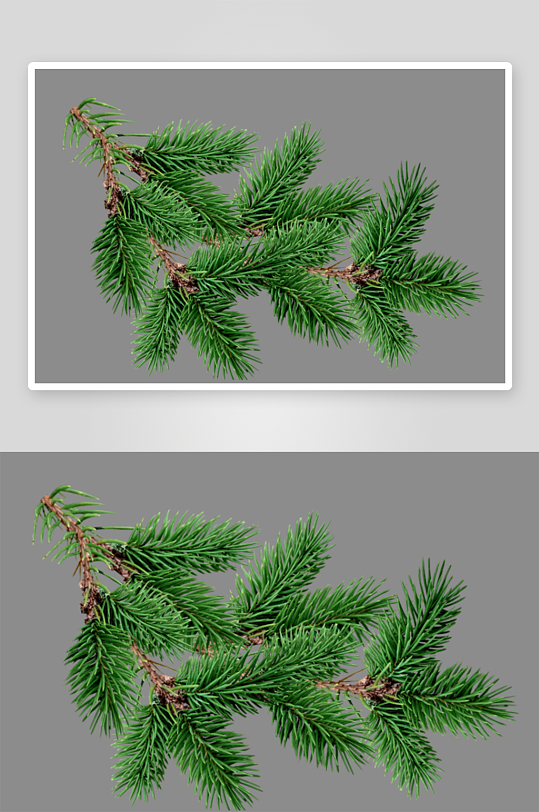 圣诞冷杉树免抠素材-众图网