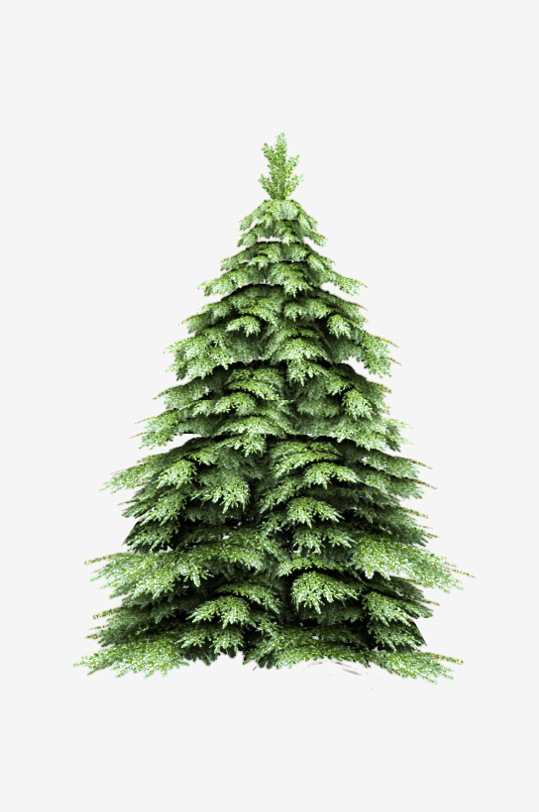 圣诞冷杉树免抠图-众图网
