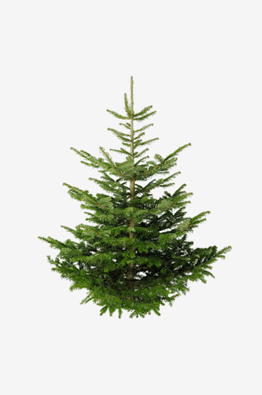 圣诞冷杉树免抠图-众图网