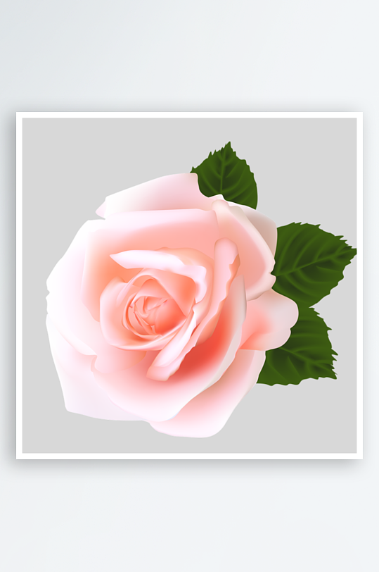 玫瑰花卉元素免抠素材-众图网