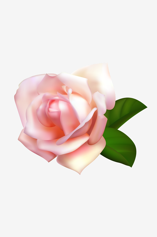 玫瑰花卉元素免抠素材-众图网