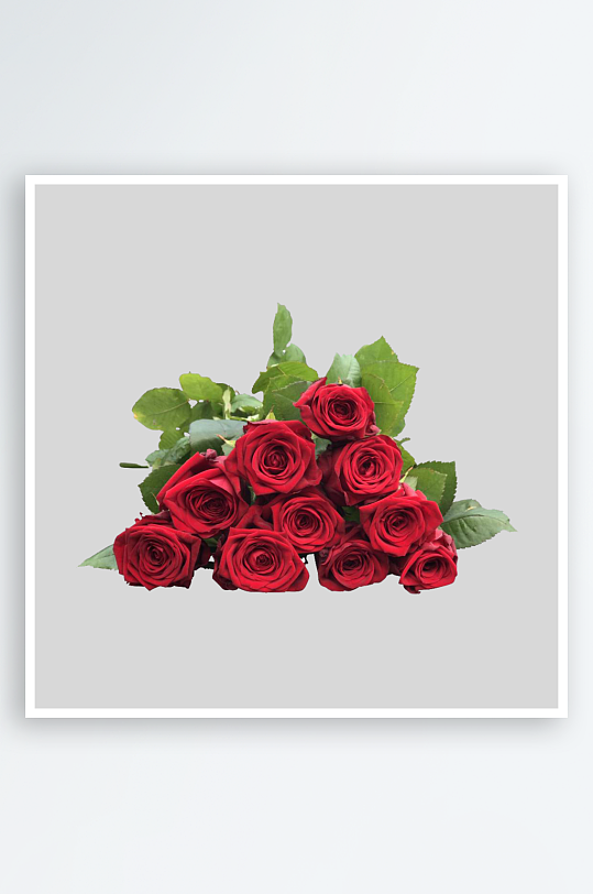 唯美玫瑰花卉元素免抠素材-众图网