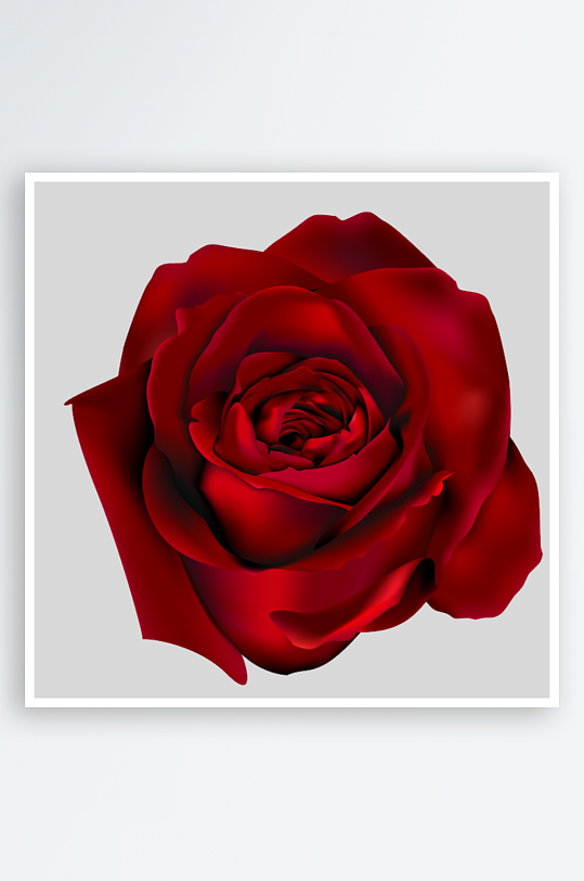 唯美玫瑰花卉免抠图-众图网