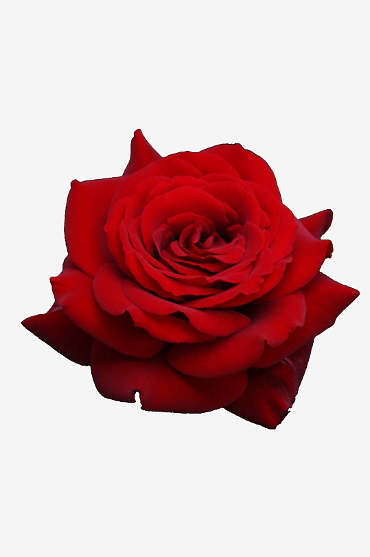 唯美玫瑰花卉免抠图-众图网