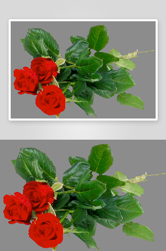 唯美玫瑰花卉免抠图-众图网