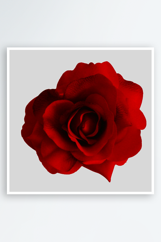 唯美玫瑰花卉免抠图-众图网